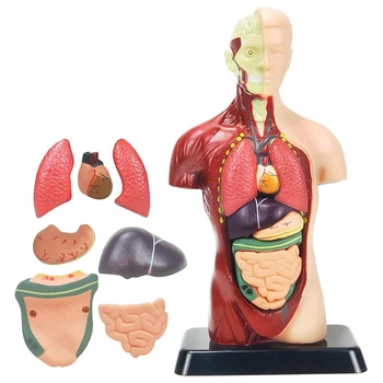 Модель человеческого тела для детей, многоцветная Пластиковая анатомическая модель человеческого торса, игрушки, 8 шт., съемная анатомическая кукла с сердцем и органами.
